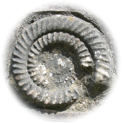 Ammonite - Peter Milner