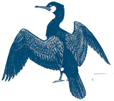 Cormorant - English Nature